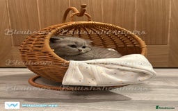 British Shorthair cats for sale: Gccf Bsh Lilac Babies - Image 13