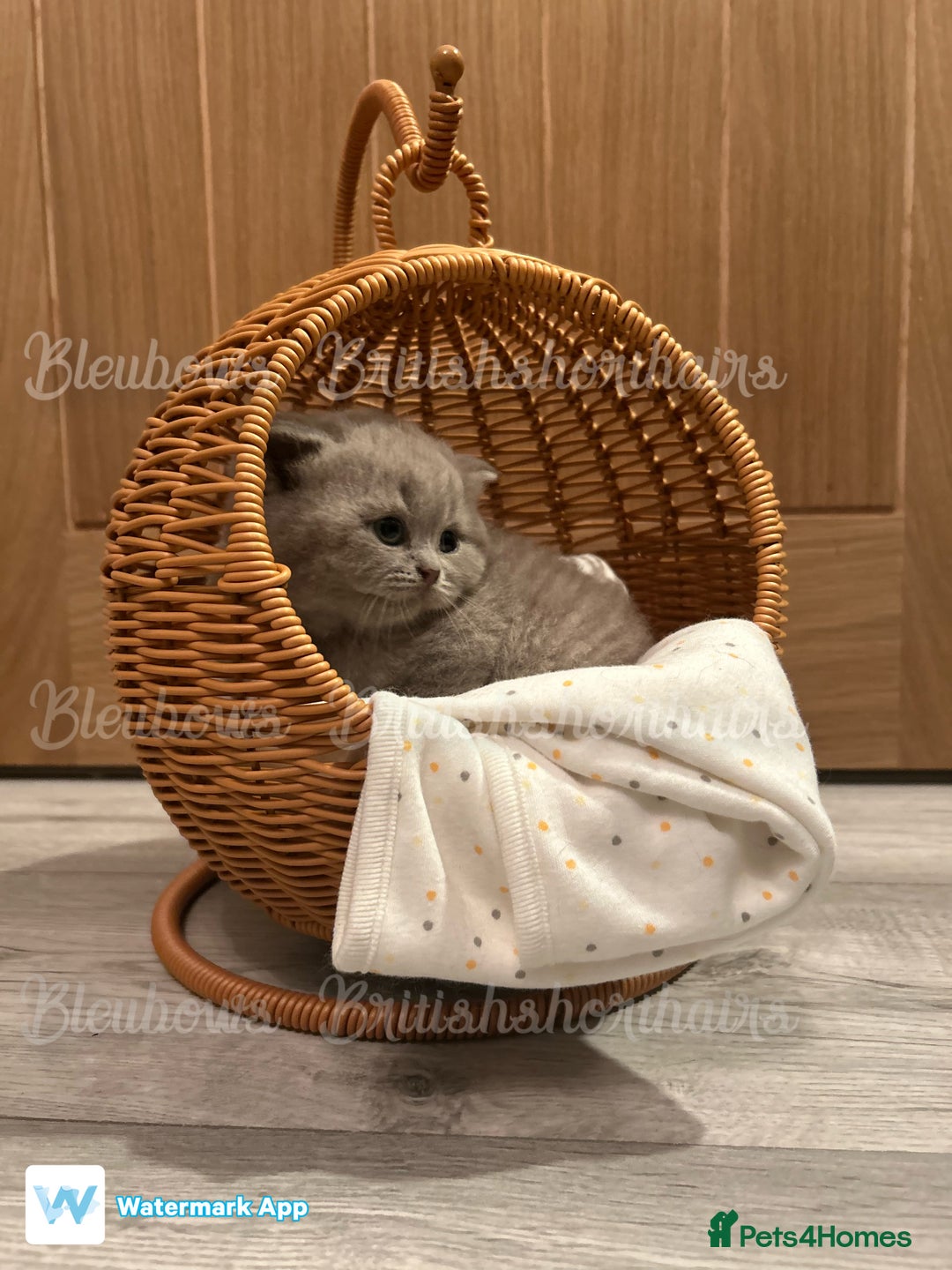 British Shorthair cats for sale: Gccf Bsh Lilac Babies - Image 13