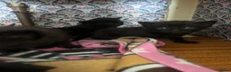 Mixed Breed cats for sale: Kitten litter for sale  in Wirral - Advert 5