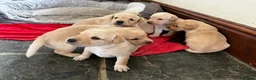 Labrador Retriever dogs for sale: Quality Labrador puppies  - Advert 27