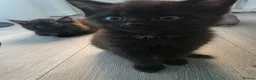 Mixed Breed cats for sale: 2 beautiful kittens - Advert 7