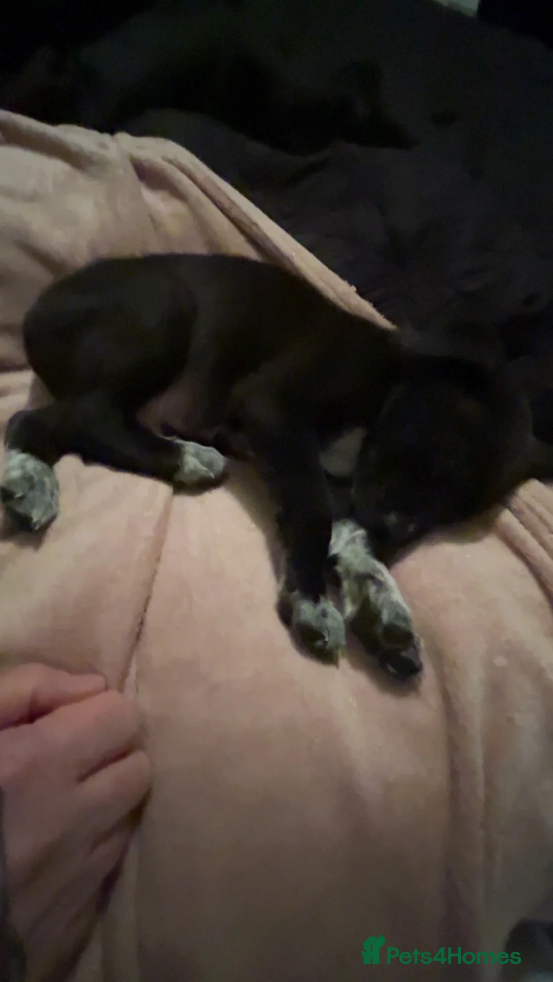 Mixed Breed dogs for sale: Diesel  - Advert 6