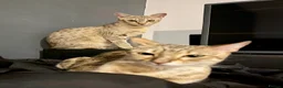 Savannah cats for sale: Special F2 Savannah Girl Seeking Forever Love ❤ - Advert 8