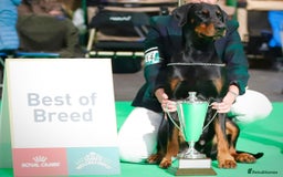 Dobermann dogs for sale: *Stunning Top/Best Bloodline Dobermanns For Sale* - Image 22