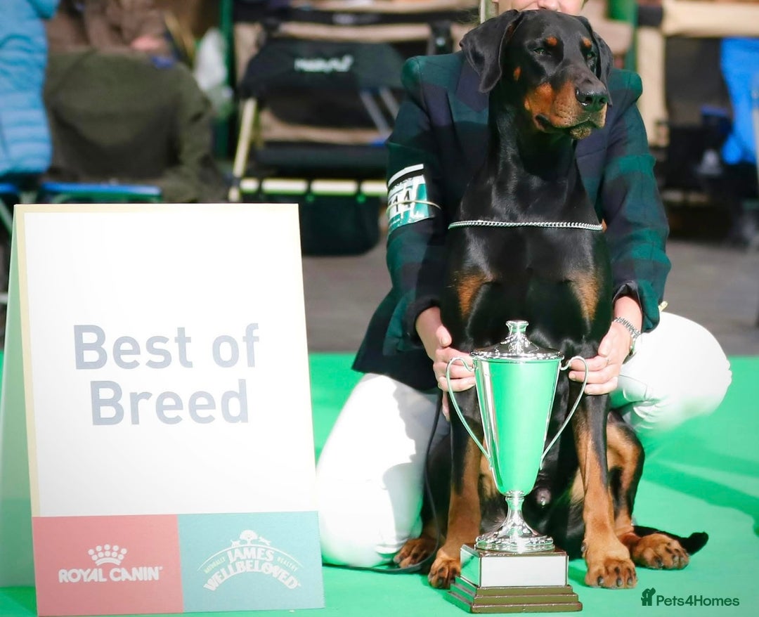 Dobermann dogs for sale: *Stunning Top/Best Bloodline Dobermanns For Sale* - Image 22