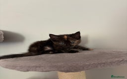 Turkish Van cats for sale: Turkish Van Mix Kittens 8 Weeks Old Ready Now! - Image 6
