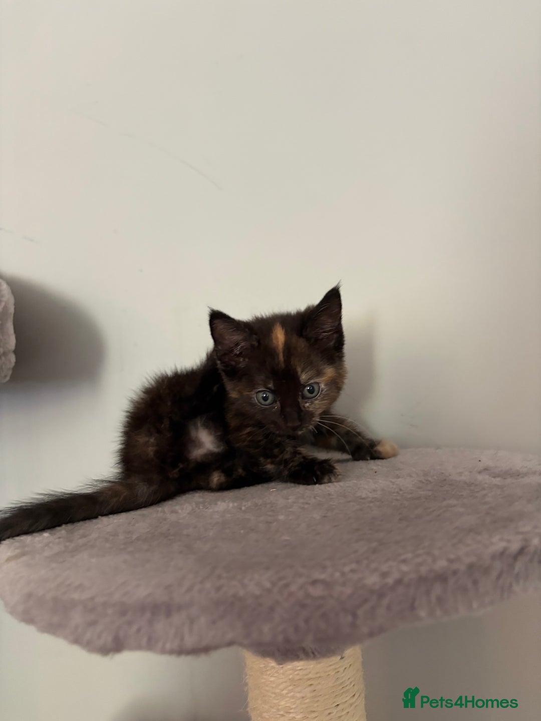 Turkish Van cats for sale: Turkish Van Mix Kittens 8 Weeks Old Ready Now! - Image 6