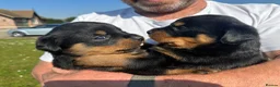 Rottweiler dogs for sale: KC registered rottweiler puppies - Advert 7