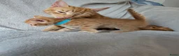 Mixed Breed cats for sale: Beautiful half Bengal kittens - Advert 38