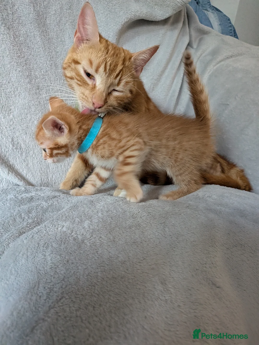Mixed Breed cats for sale: Beautiful half Bengal kittens - Advert 38