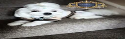 Maltese dogs for stud: 👑Exquisite KC Korean Maltese Stud DNA Clear👑 - Advert 1