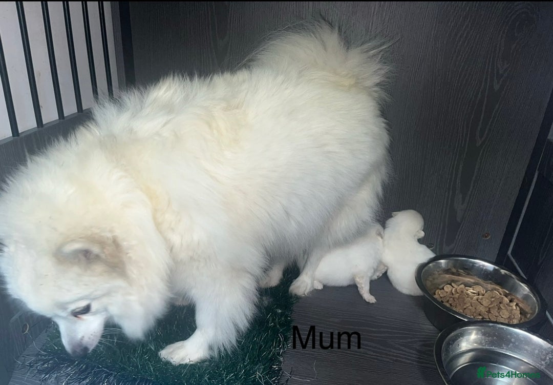 Japanese Spitz dogs for sale: Beautiful Japanese Spiltz - Image 5