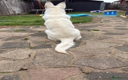 German Shepherd dogs for sale: 6 month old white German Shepard male - Image 2
