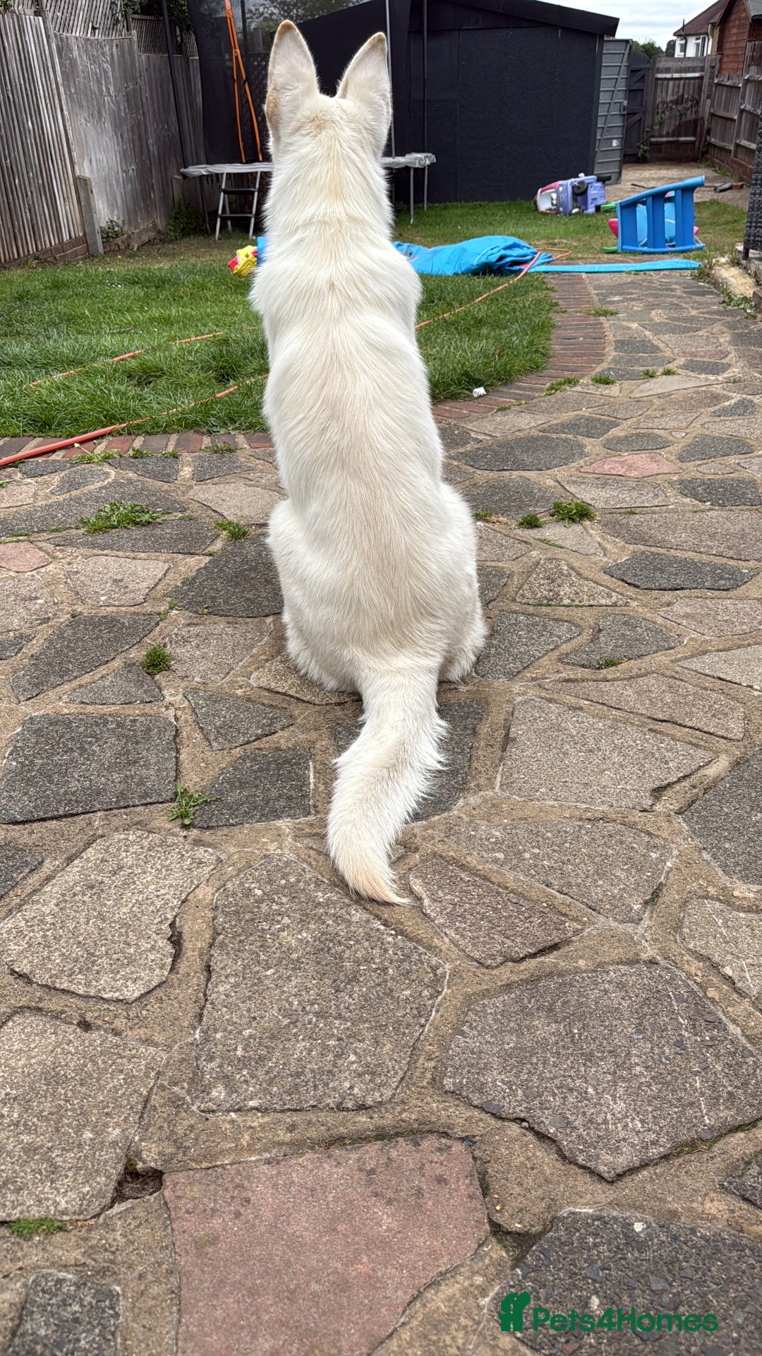 German Shepherd dogs for sale: 6 month old white German Shepard male - Image 2
