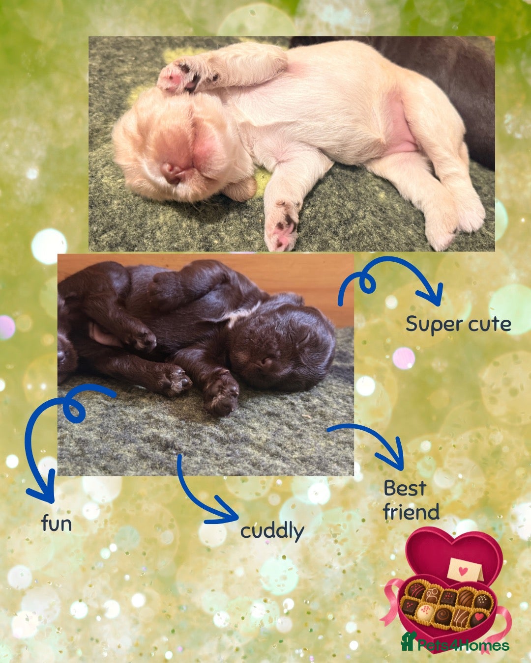 Australian Labradoodle dogs     🐾 Adorable Australian Labradoodle Puppies  - Advert 1