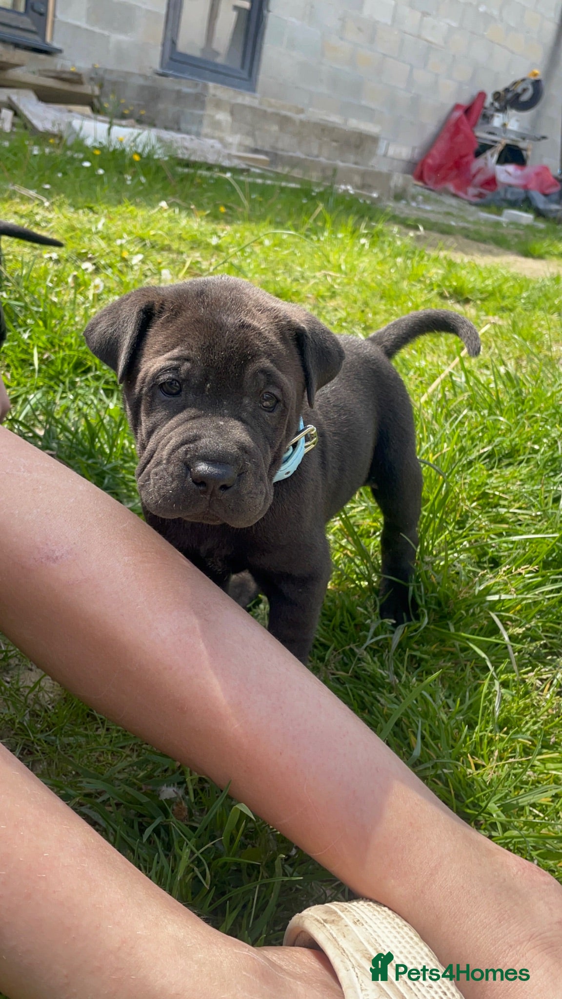Mixed Breed dogs 3 Gorgous shar pei x Labrador pups RTL - Advert 2