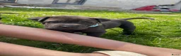 Mixed Breed dogs for sale: 3 Gorgous shar pei x Labrador pups RTL - Advert 2