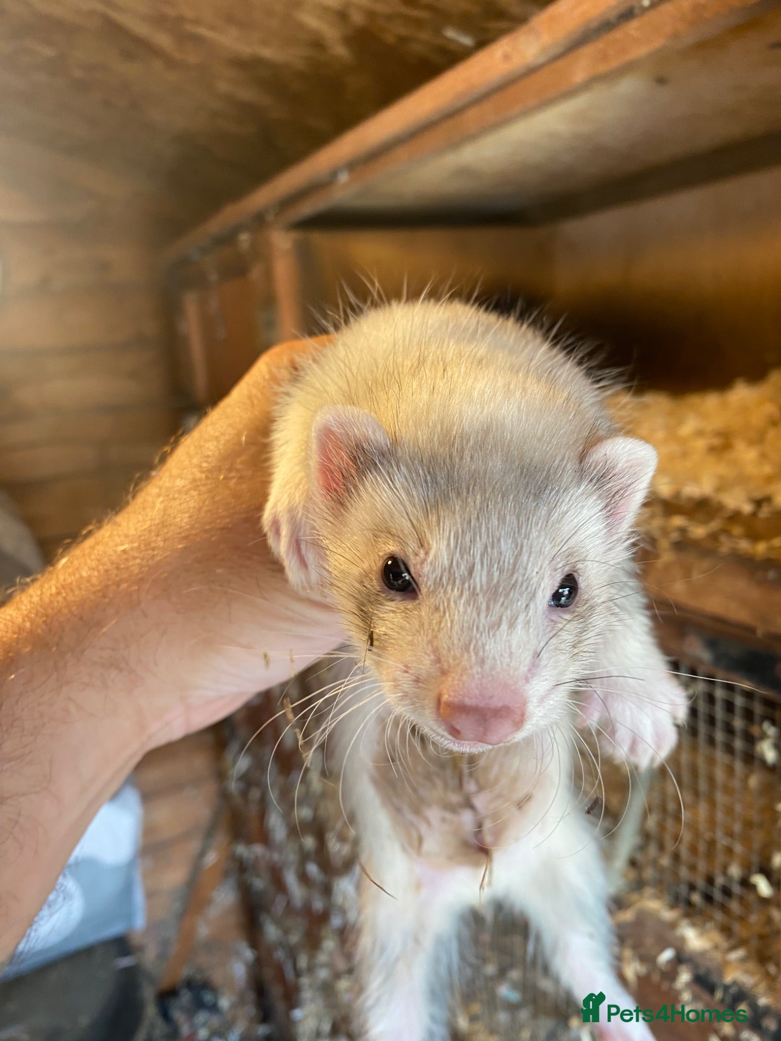 Ferret rodents Ferret for sale  - Advert 1