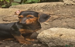 Dachshund dogs for sale: Dauchund puppies - Image 6