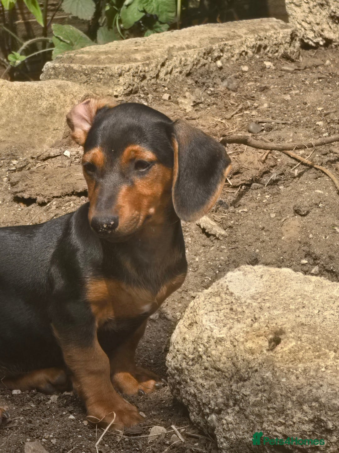 Dachshund dogs for sale: Dauchund puppies - Image 6