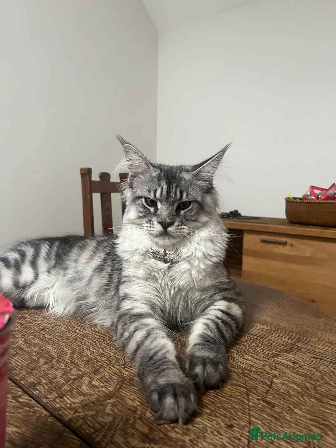 Maine Coon cats for stud: Silver Striped Male for STUD - Advert 1