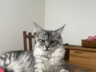 Maine Coon cats Silver Striped Male for STUD - Advert 1