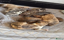 Mixed Breed dogs for sale: German Shepherd x Saluki Lurcher Puppies  - Image 3