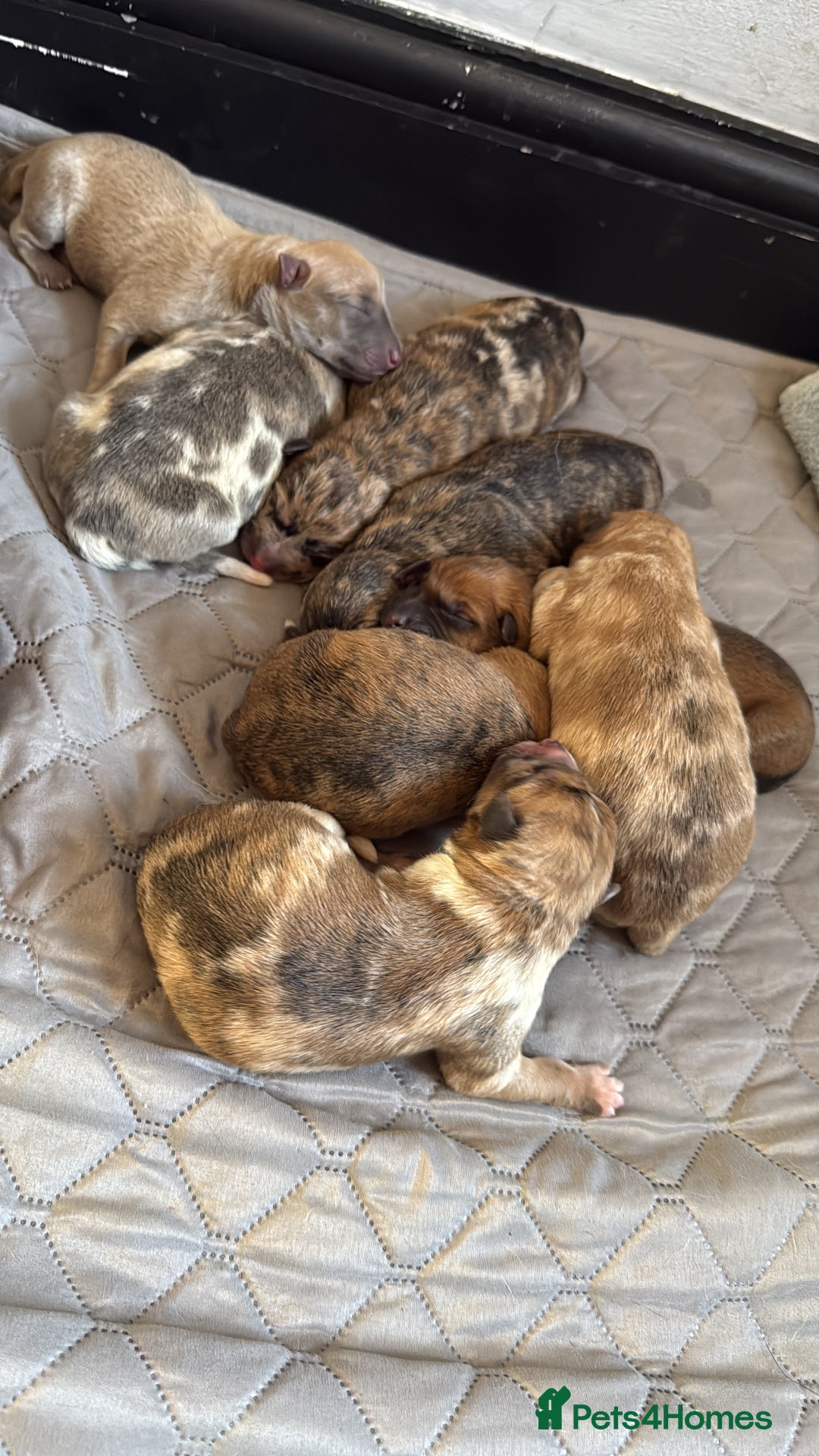 Mixed Breed dogs for sale: German Shepherd x Saluki Lurcher Puppies  - Image 3
