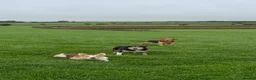 Mixed Breed dogs for sale: Huntaway x collie pups - Advert 5