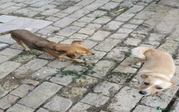 Mixed Breed dogs for sale: Adopt Adorable Rescue puppies Miki & Alice!  - Image 8