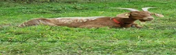 Goats livestock for sale: 3  RGG X BOER goats  - Advert 4