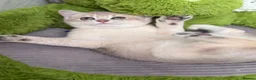 British Shorthair cats for sale: Adorable British Shorthair golden kittens   - Advert 8