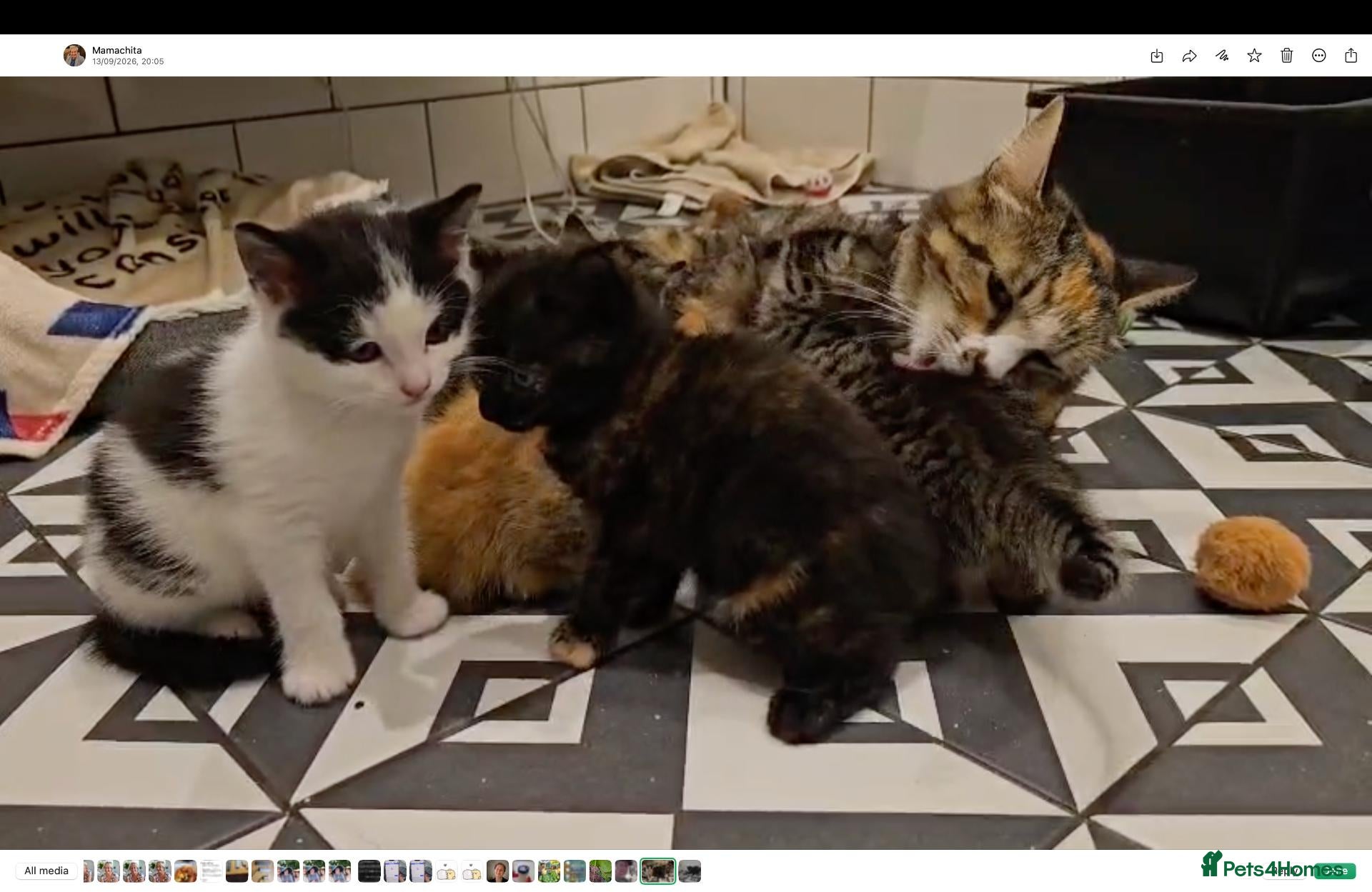 Mixed Breed cats 4 Gorgeous Female Kittens - Advert 1