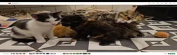 Mixed Breed cats for sale: 4 Gorgeous Female Kittens - Advert 1