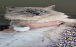 Ragdoll cats for sale: STUNNING RAGDOLL MALE KITTENS - Image 17