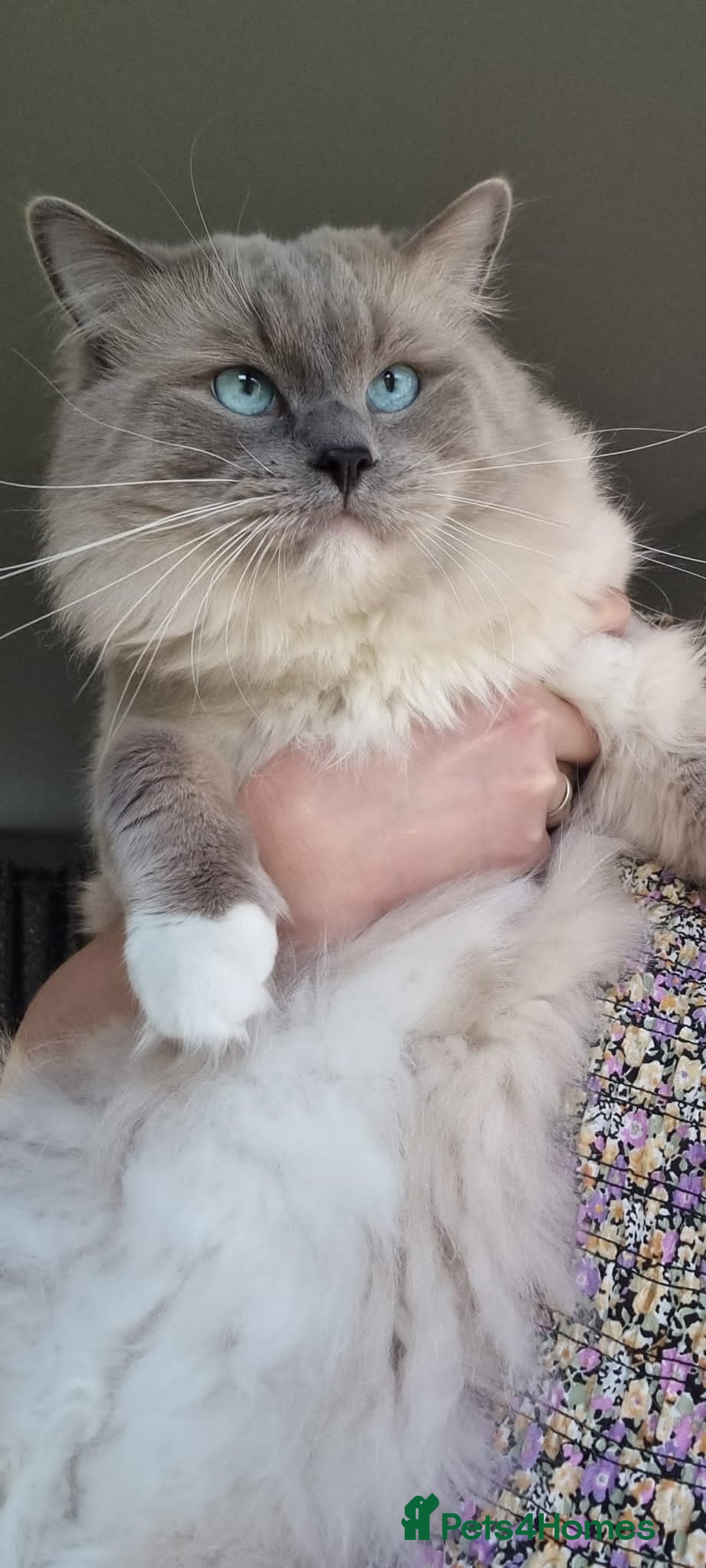 Ragdoll cats for sale: STUNNING RAGDOLL MALE KITTENS - Image 17