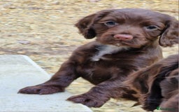 Cocker Spaniel dogs for sale: Cocker Spaniel Puppies  - Advert 3