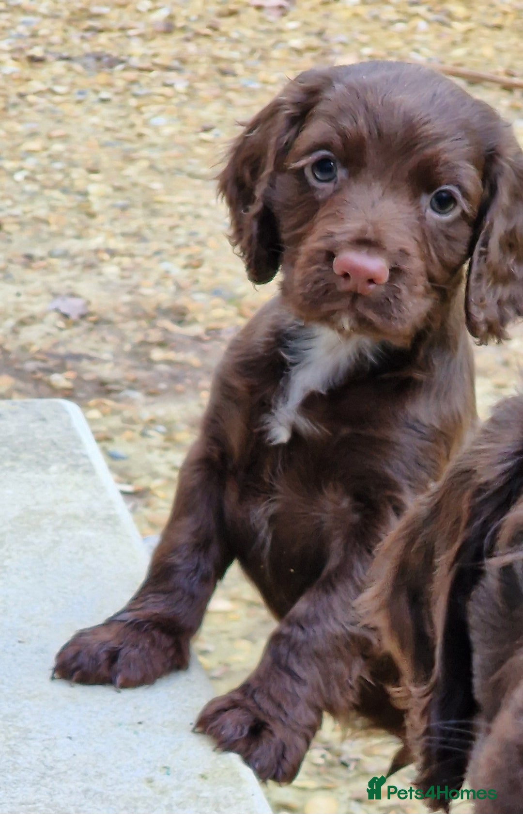 Cocker Spaniel dogs for sale: Cocker Spaniel Puppies  - Advert 3