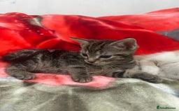 Mixed Breed cats for sale: 5 Beautiful mixed breed kittens for sale - Image 5