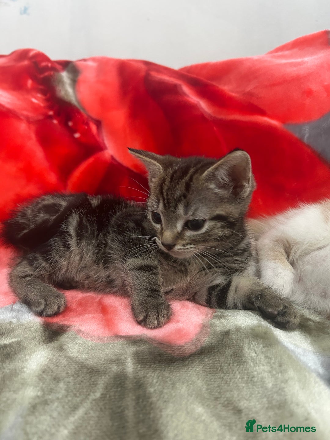 Mixed Breed cats for sale: 5 Beautiful mixed breed kittens for sale - Image 5