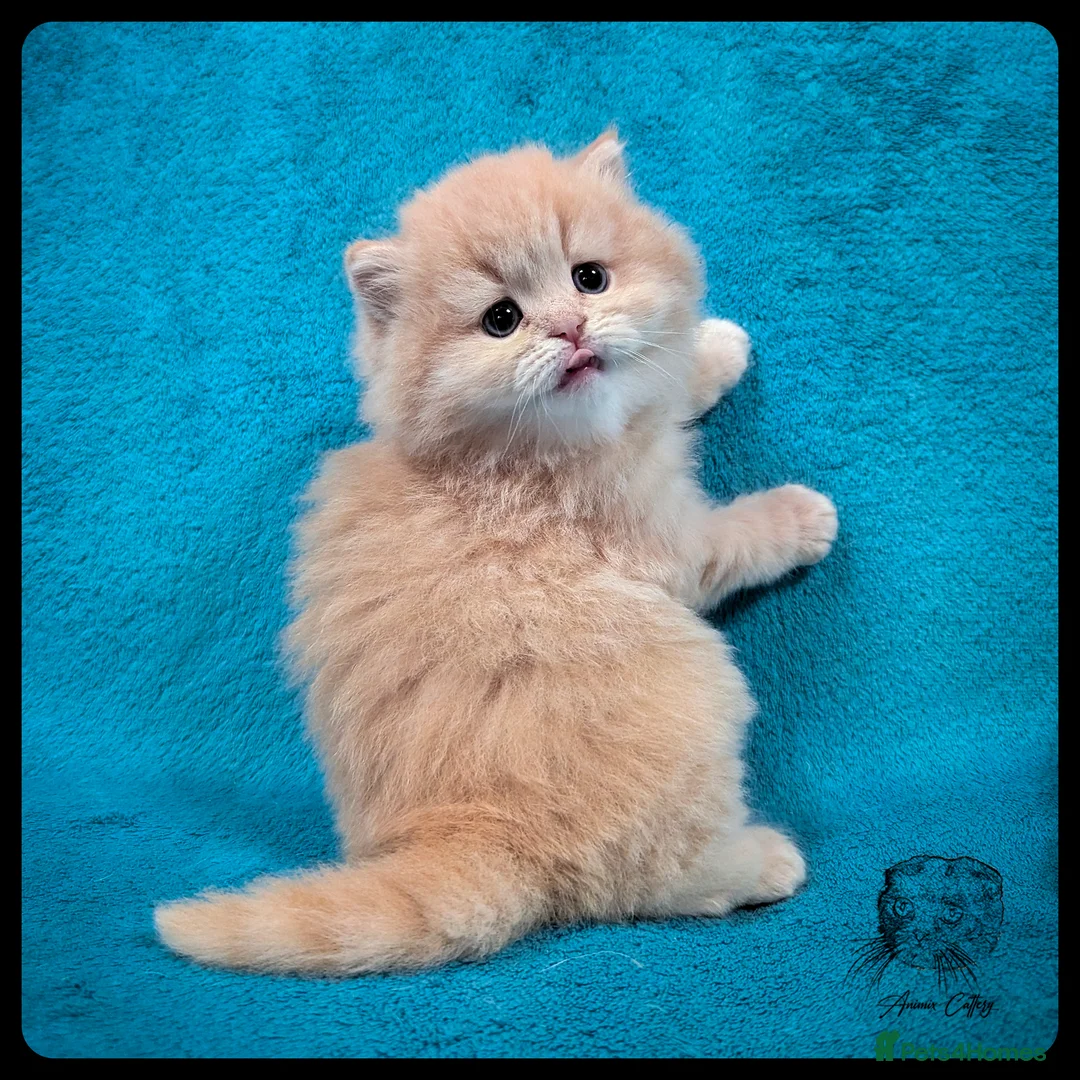 Scottish Fold cats for sale: TICA Registered Scottish kittens - Advert 8