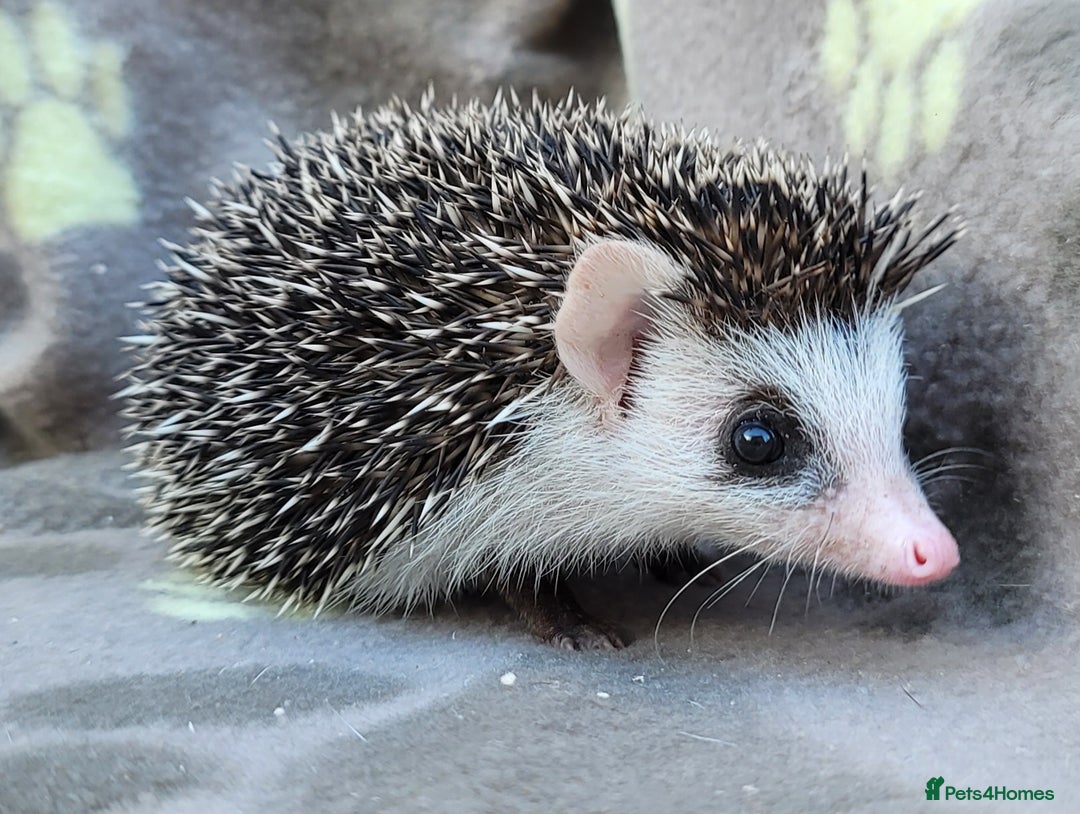Pygmy Hedgehog rodents for sale: African Pygmy Hedgehog Hoglets  - Image 15