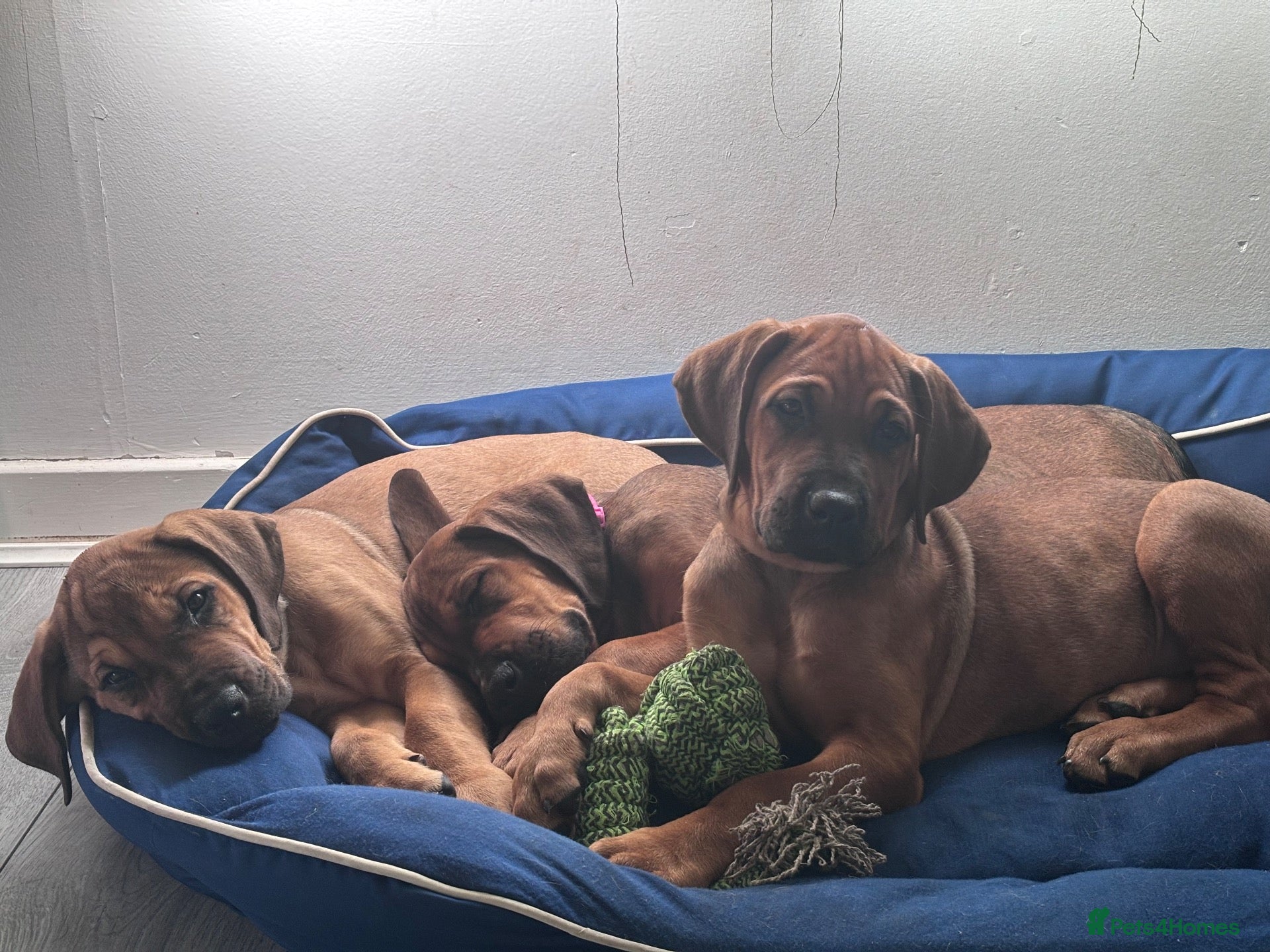 Mixed Breed dogs URGENT LAST 3 FEMALES LEFT!! Great Rottie Puppies - Advert 4