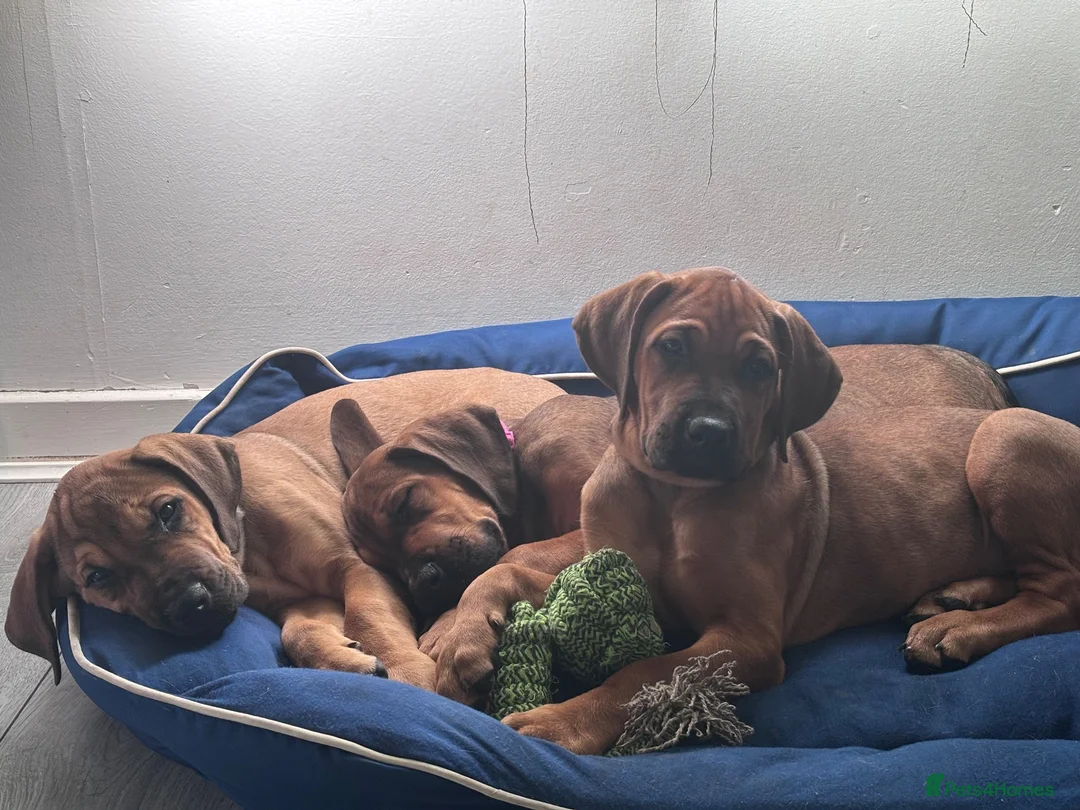 Mixed Breed dogs for sale: URGENT LAST 3 FEMALES LEFT!! Great Rottie Puppies - Advert 1