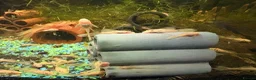 Plecos fish for sale: Long fin, blue eyed, lemon, bristle nose  in Rotherham - Advert 6