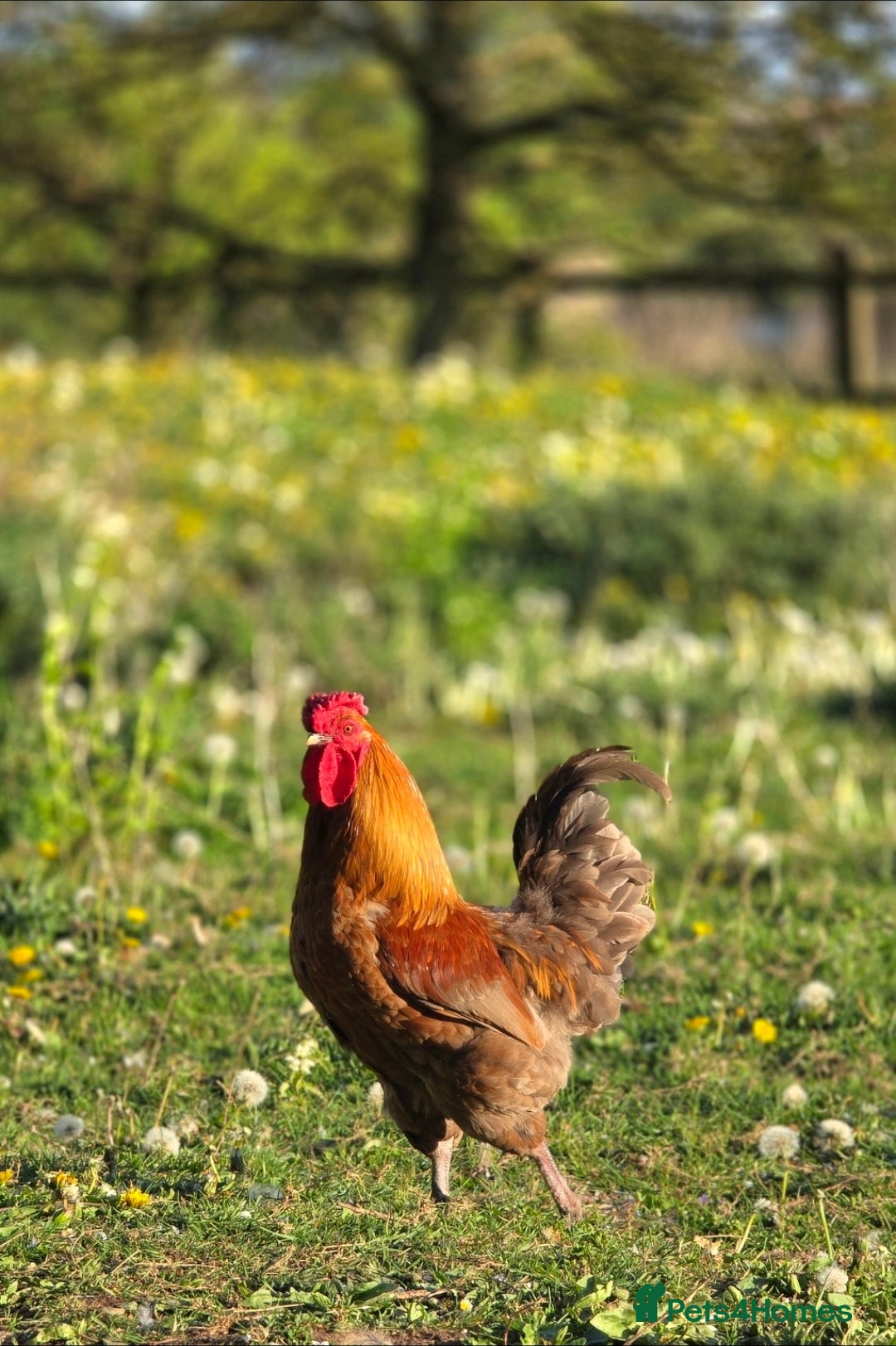 Chickens poultry for sale: Chicks for sale - Advert 5