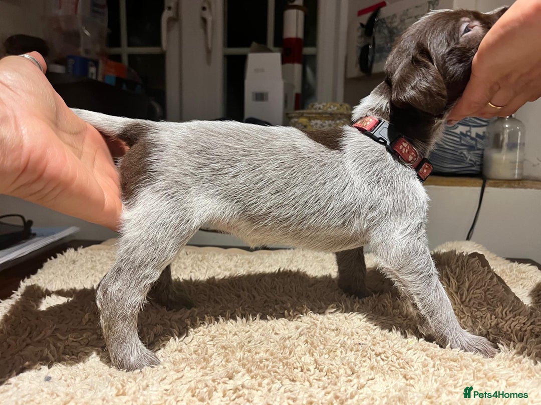 German Wirehaired Pointer dogs for sale: German Wirehaired Pointer pups - ready soon! - Advert 22