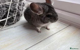Chinchilla rodents for sale: Pair of Young Female Chinchillas - Image 8