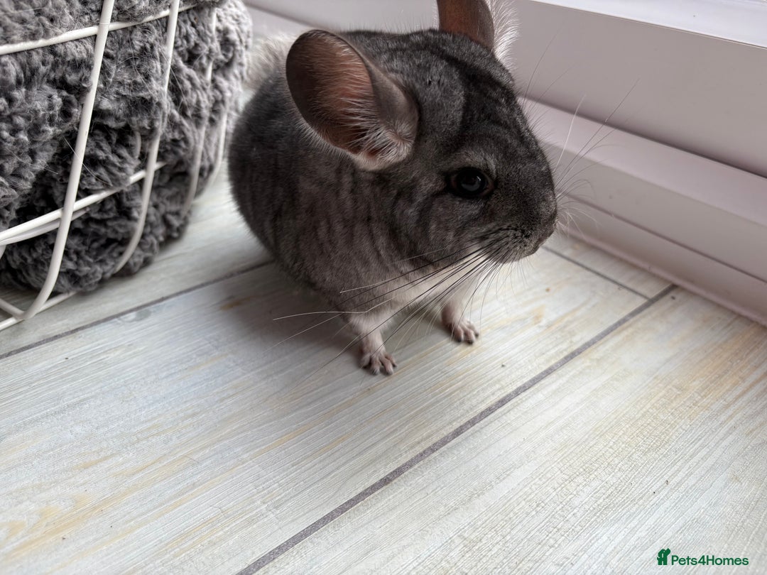 Chinchilla rodents for sale: Pair of Young Female Chinchillas - Image 8