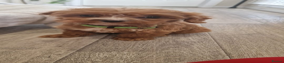 Cavapoo Puppy 1